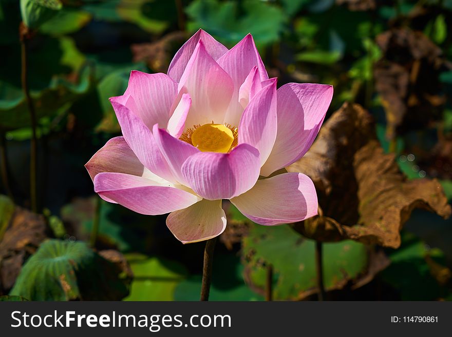 Flower, Plant, Lotus, Sacred Lotus