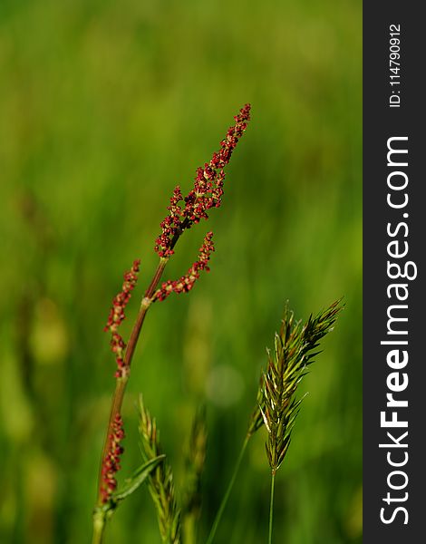 Vegetation, Plant, Grass Family, Grass