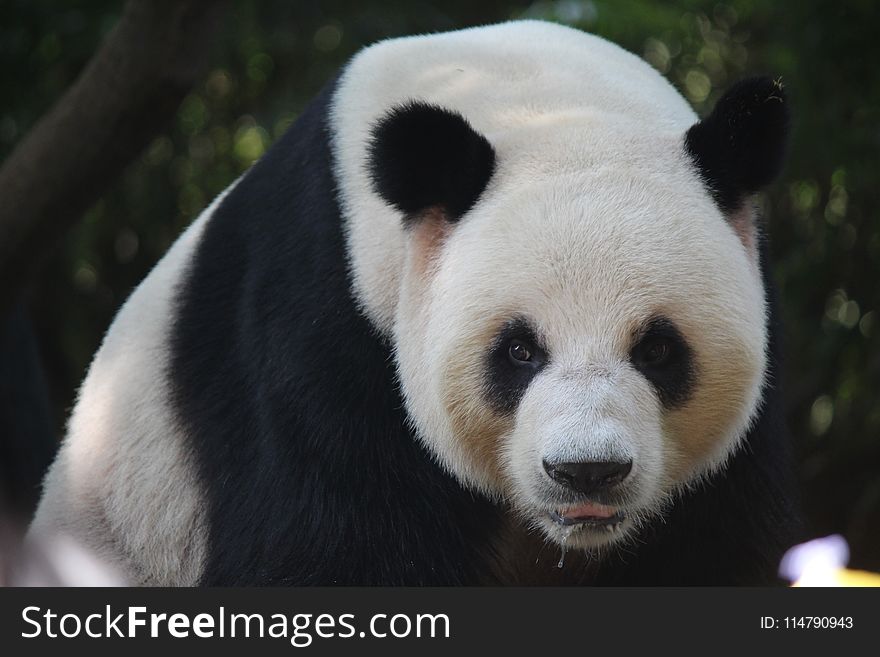 Giant Panda, Bear, Terrestrial Animal, Fauna