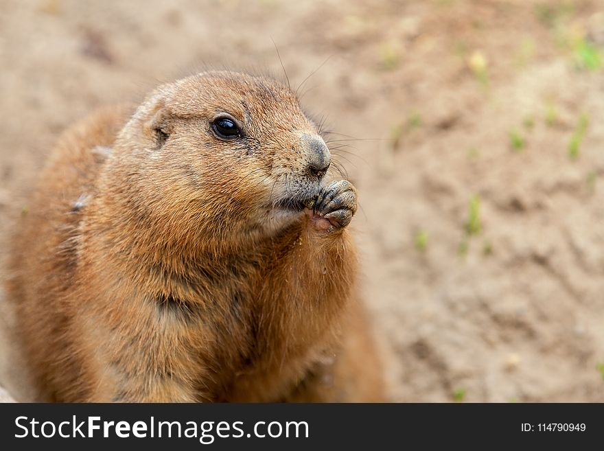 Prairie Dog, Mammal, Fauna, Squirrel