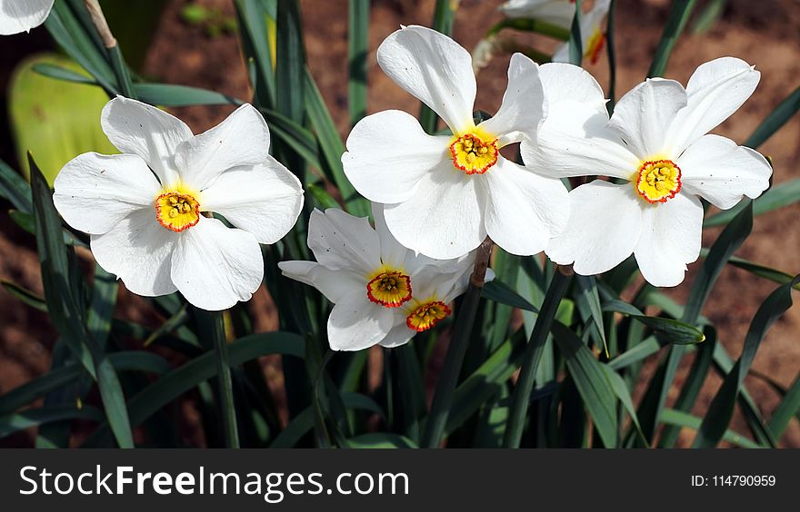 Flower, Plant, Flowering Plant, Flora