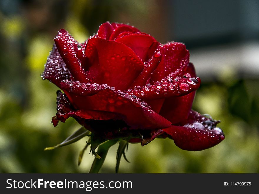 Rose Family, Rose, Floribunda, Garden Roses