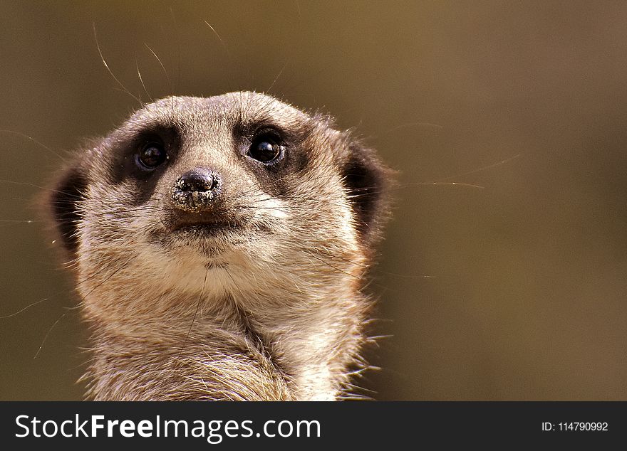 Meerkat, Mammal, Whiskers, Fauna