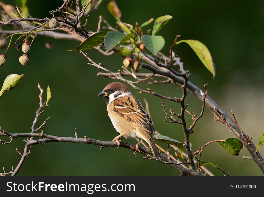 Bird, Sparrow, Branch, Beak