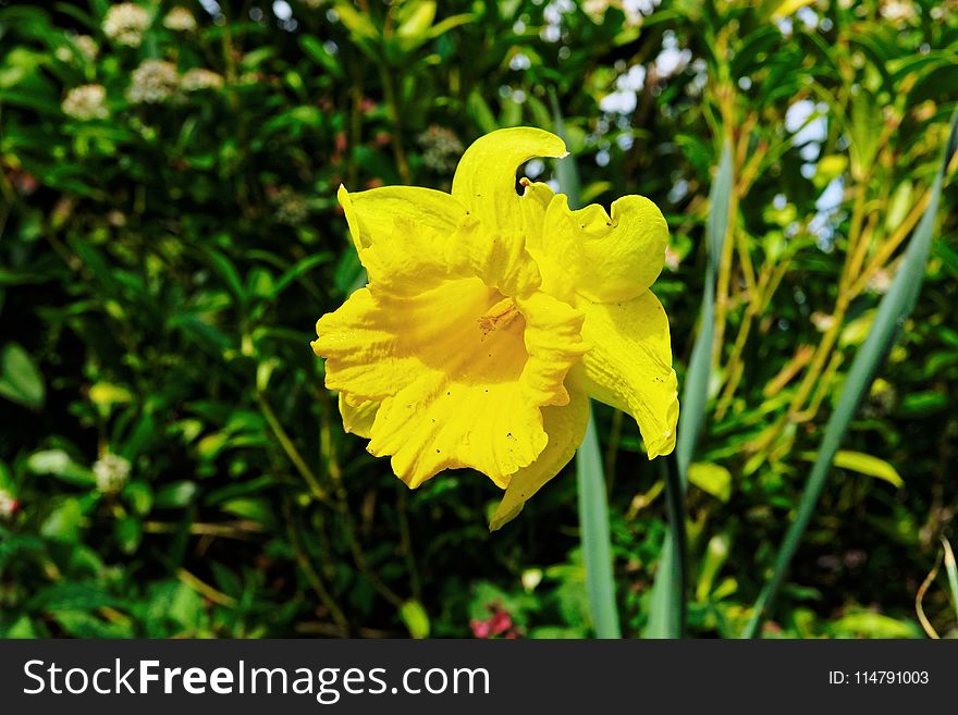 Flower, Yellow, Flora, Plant