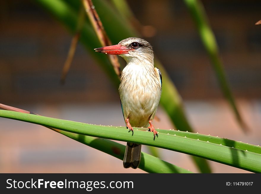 Bird, Fauna, Beak, Wildlife