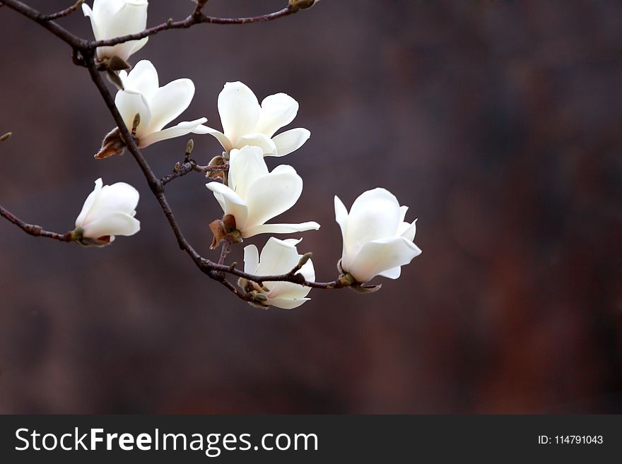 White, Flower, Plant, Branch