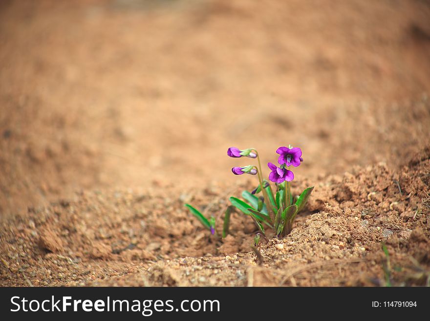 Flower, Soil, Plant, Flora