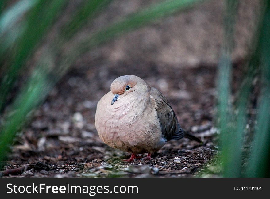 Bird, Beak, Fauna, Stock Dove