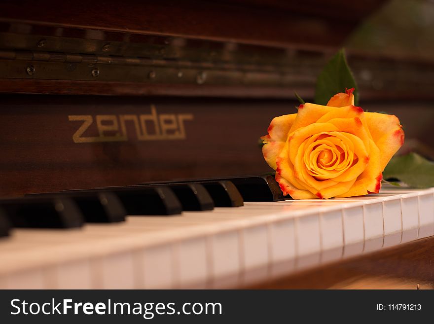 Piano, Yellow, Keyboard, Flower