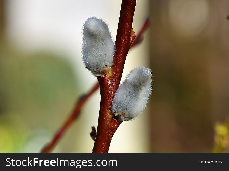 Bud, Flora, Branch, Twig