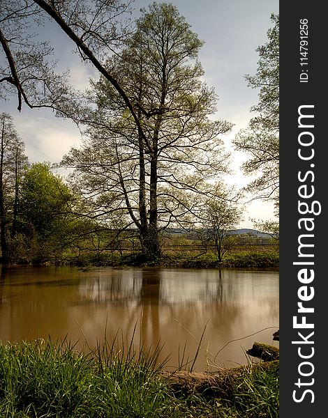 Reflection, Water, Nature, Tree