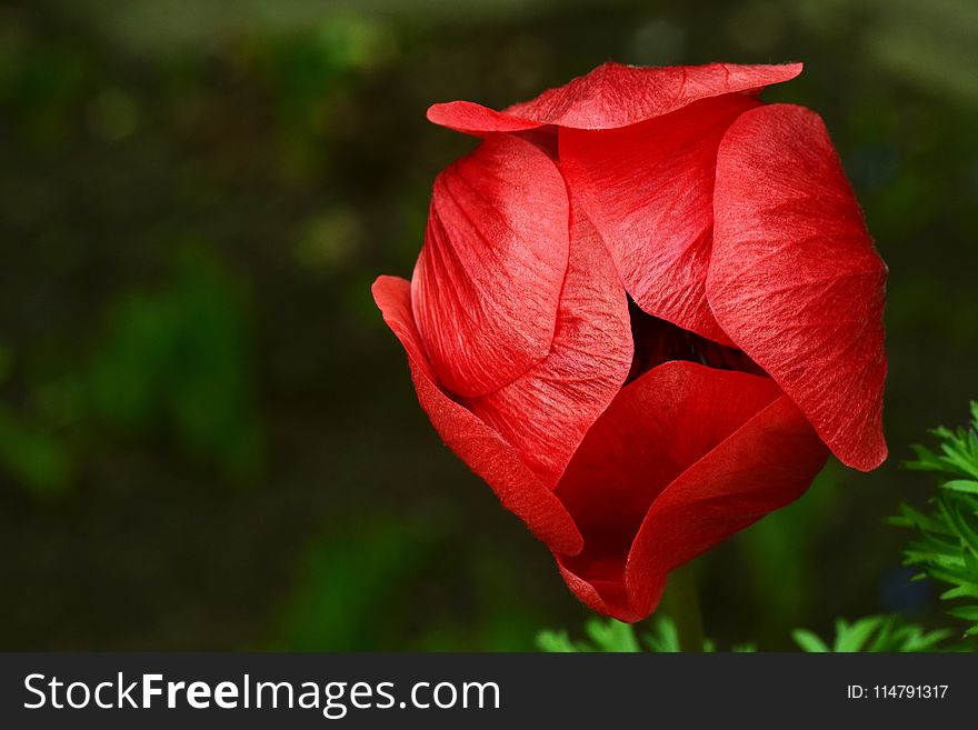 Flower, Red, Flora, Rose Family