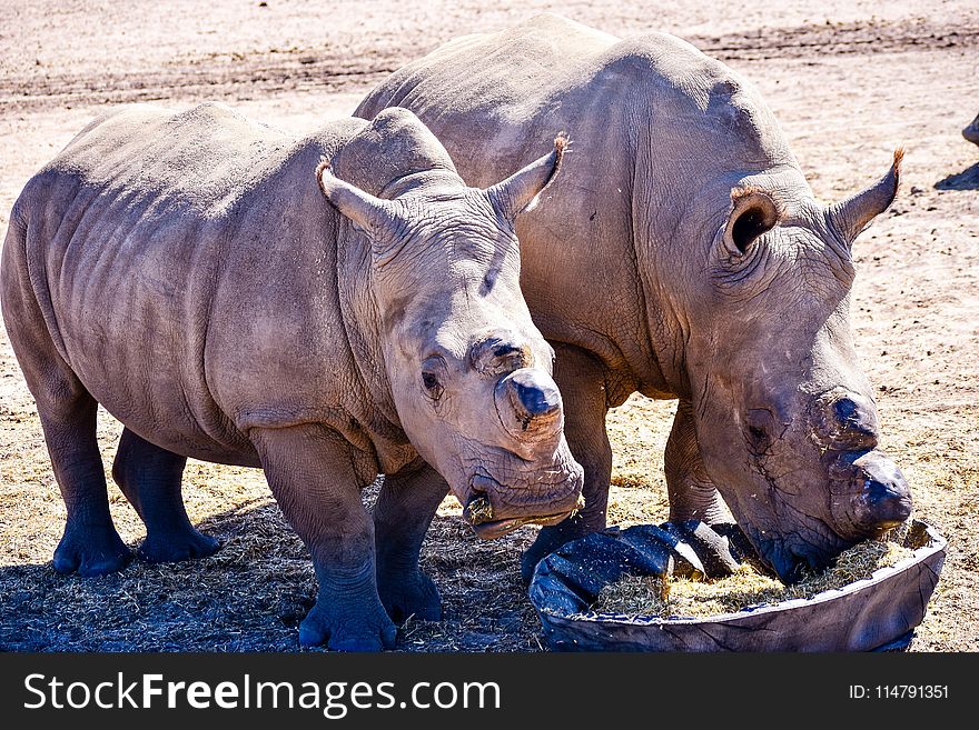 Rhinoceros, Mammal, Fauna, Wildlife