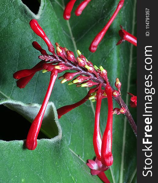 Flora, Plant, Close Up, Flower