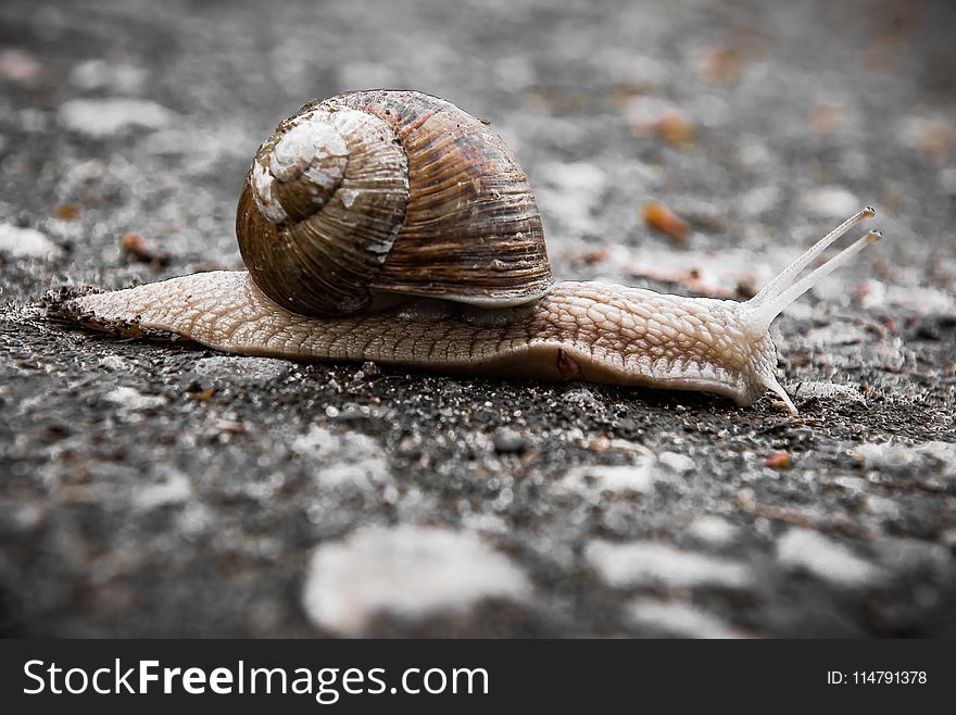 Snails And Slugs, Snail, Molluscs, Terrestrial Animal