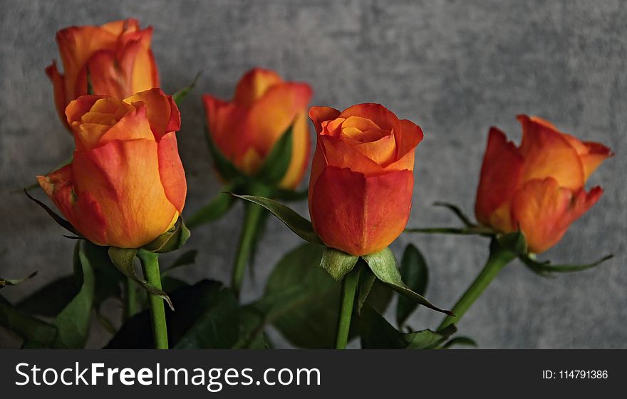 Flower, Plant, Rose Family, Flowering Plant