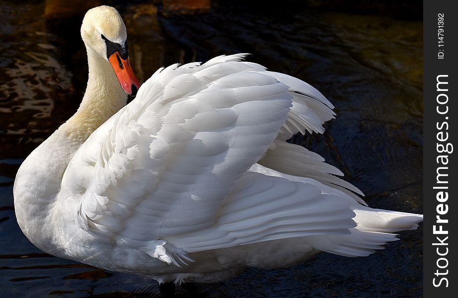 Swan, Bird, Water Bird, Ducks Geese And Swans