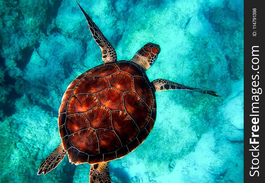 Sea Turtle, Turtle, Marine Biology, Loggerhead