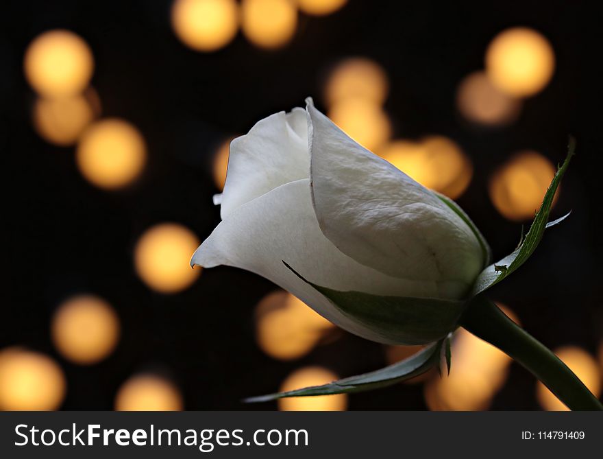 Plant, Flower, Close Up, Flora