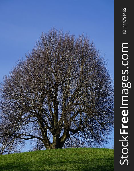 Tree, Sky, Woody Plant, Branch