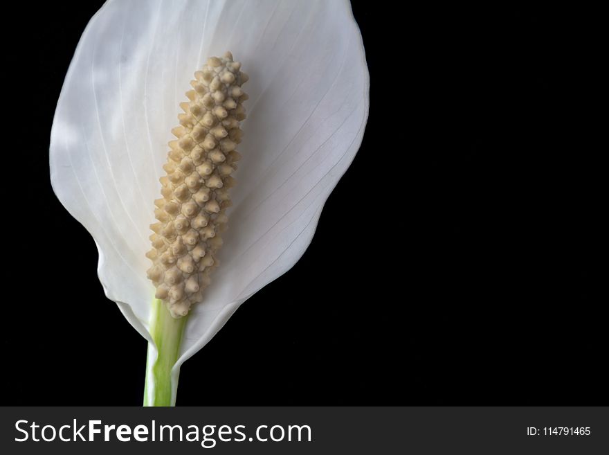 Flower, Close Up, Petal, Plant