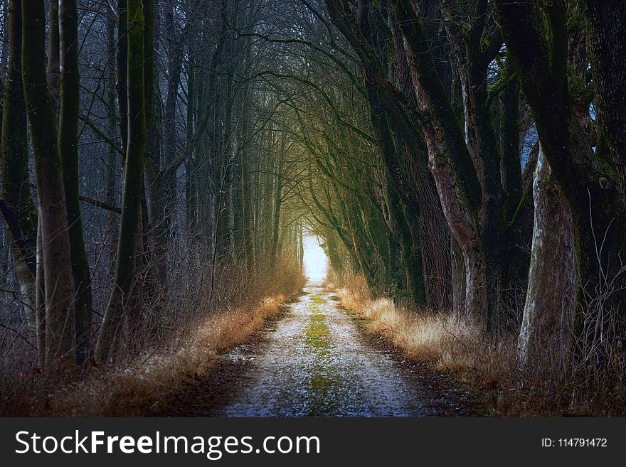 Nature, Tree, Forest, Path