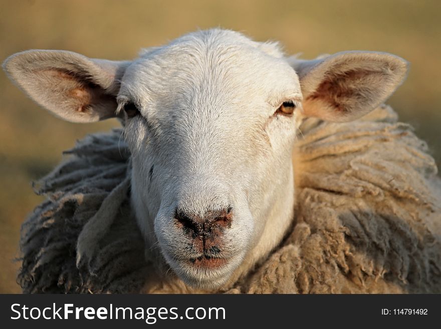Sheep, Cow Goat Family, Horn, Snout