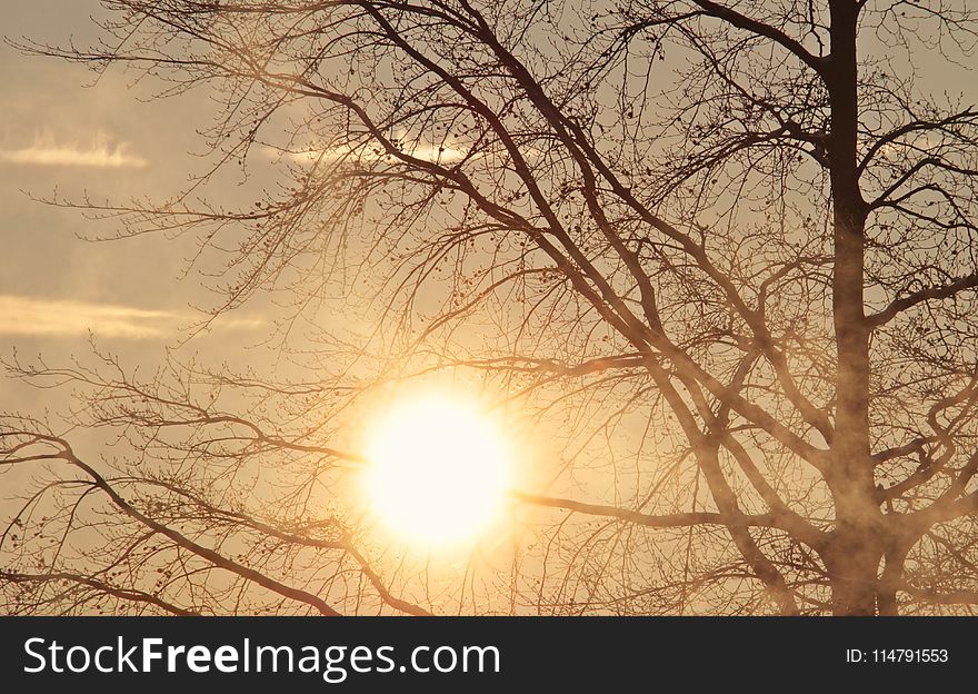 Sky, Branch, Tree, Sun