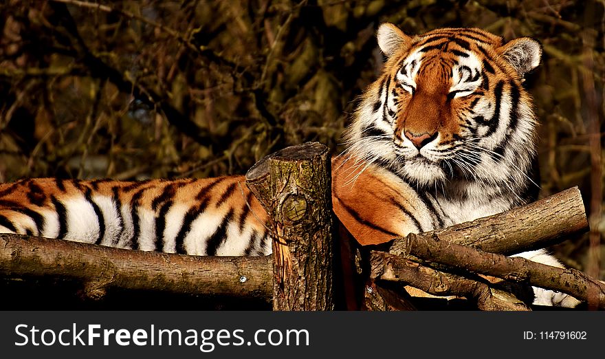 Tiger, Wildlife, Mammal, Terrestrial Animal