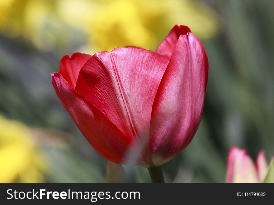 Flower, Red, Tulip, Flowering Plant