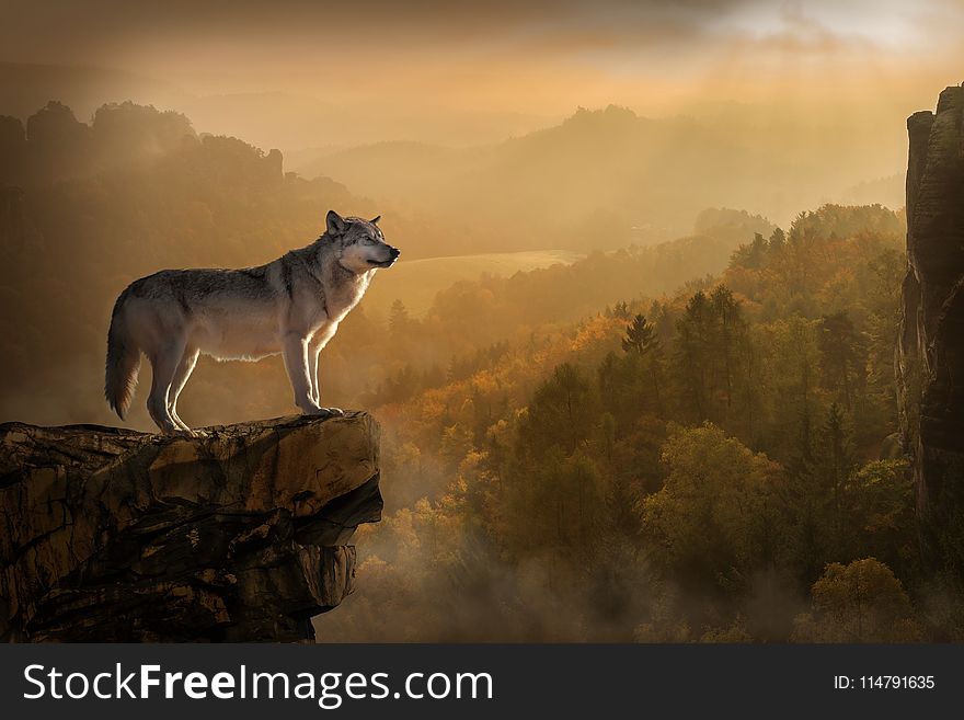 Wildlife, Atmosphere, Sky, Wolf