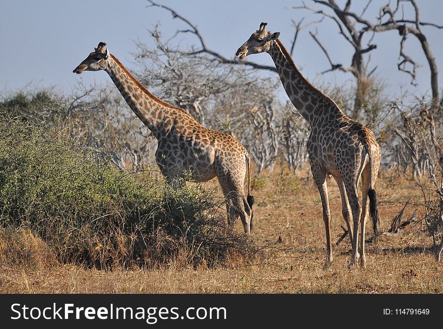 Giraffe, Terrestrial Animal, Wildlife, Grassland