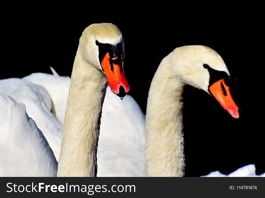 Swan, Beak, Water Bird, Bird