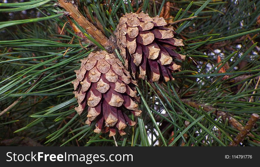 Conifer Cone, Pine Nut, Pine Family, Plant