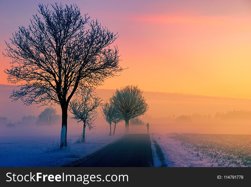 Sky, Dawn, Sunrise, Tree