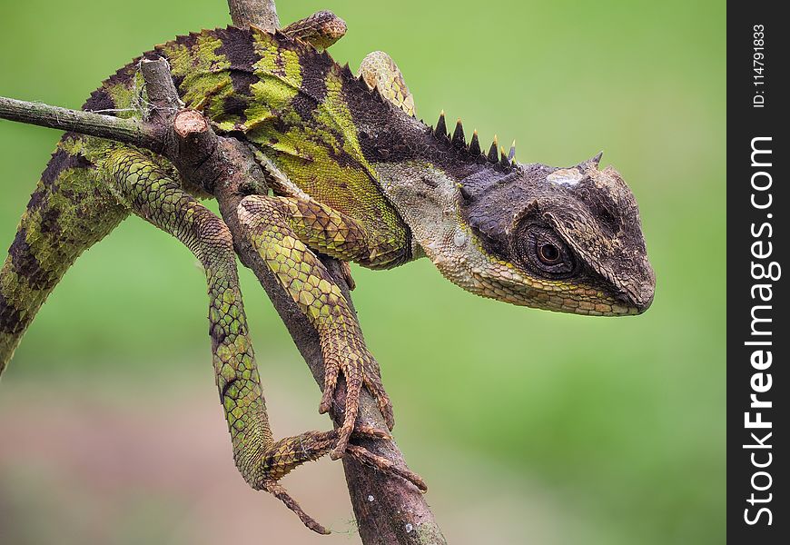 Reptile, Lizard, Scaled Reptile, Iguania