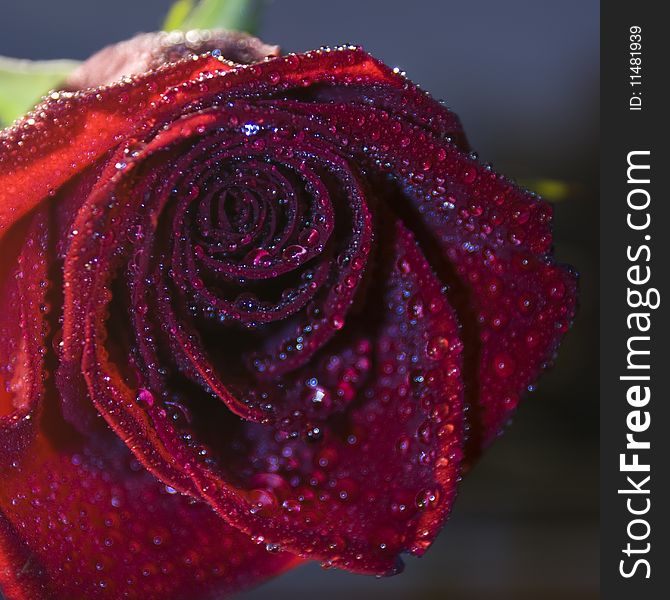 Beautiful macro picture of red rose with blue water drops
