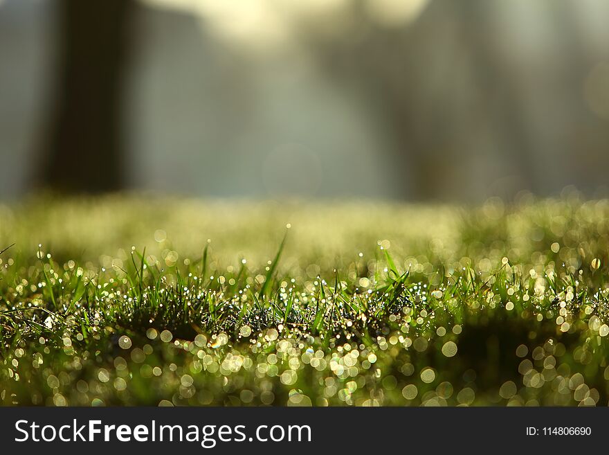 Morning dew in the sun on thin leaves of green grass.