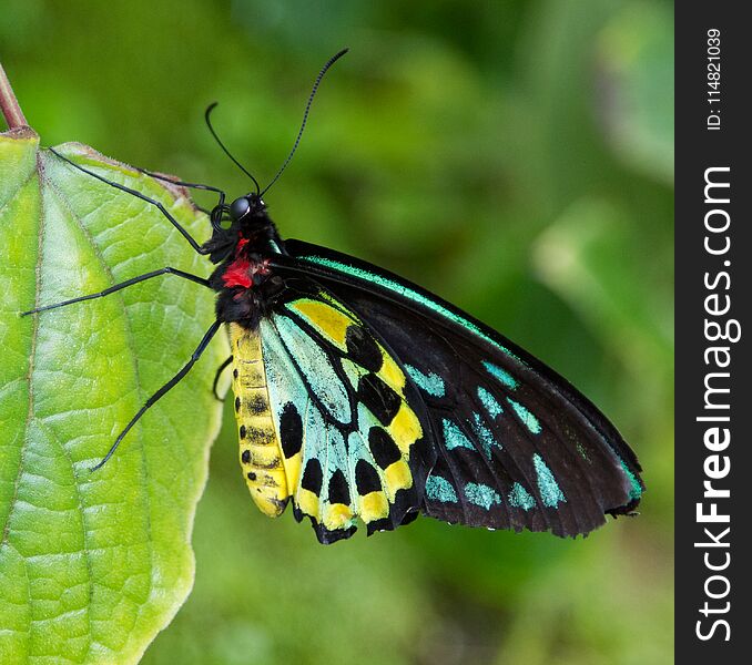 Butterfly Resting On A Leaf