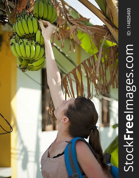 Woman Picking Unripe Bananas