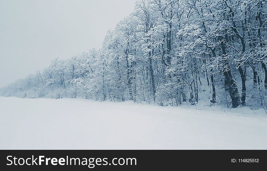 Snow Covered Tree