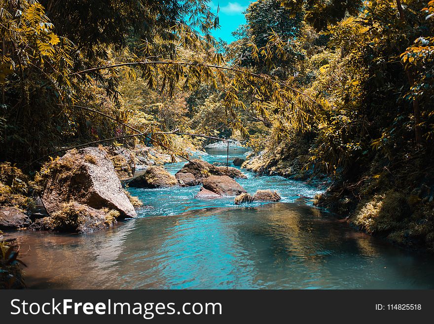 Body of Water in the Middle of Forest