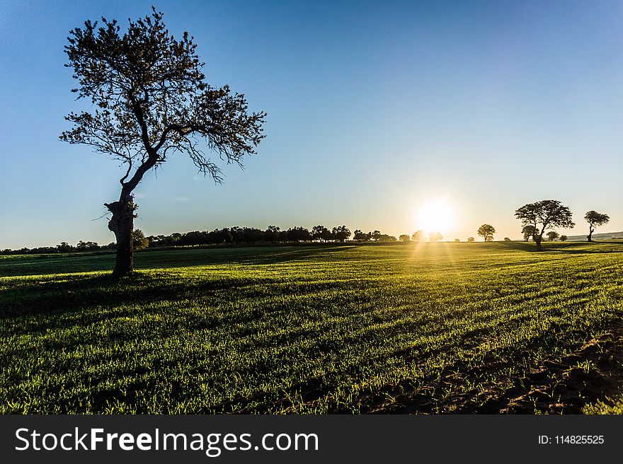 Solitary Tree on Field at Sunrise