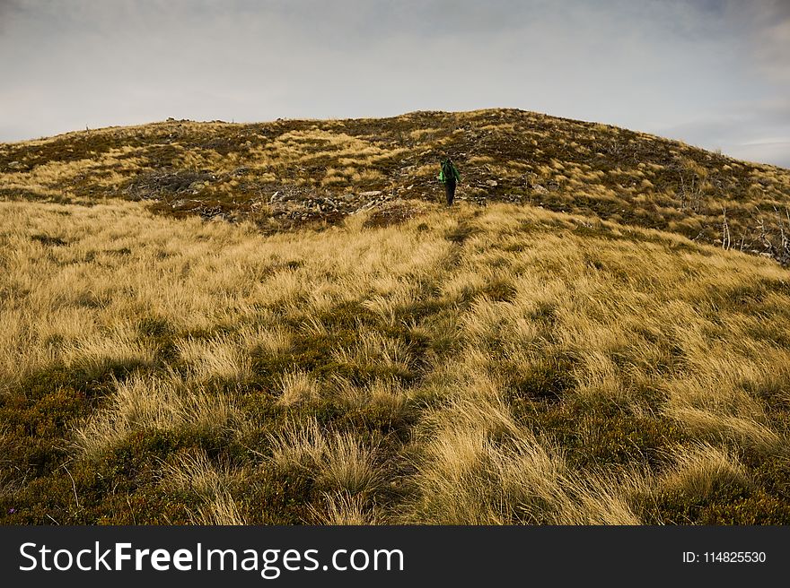 Landscape Photography of Green Grass Field