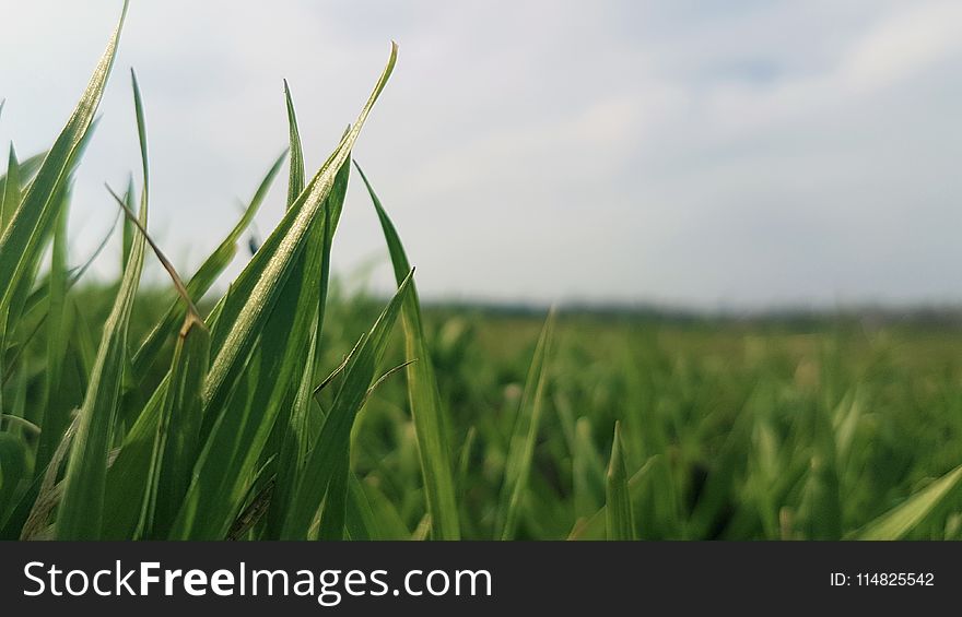 Shallow Focus Photography of Green Grass Field