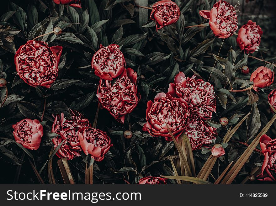 Photo of Red Peonies Painting