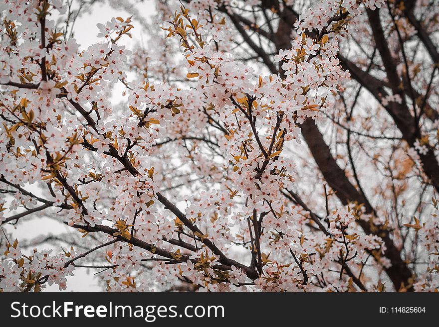 Close-Up Photography of Cherry Blossom