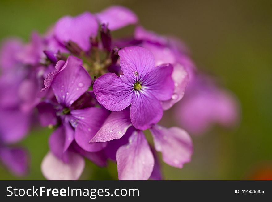 Shallow Focus Photography of Purple Flowers