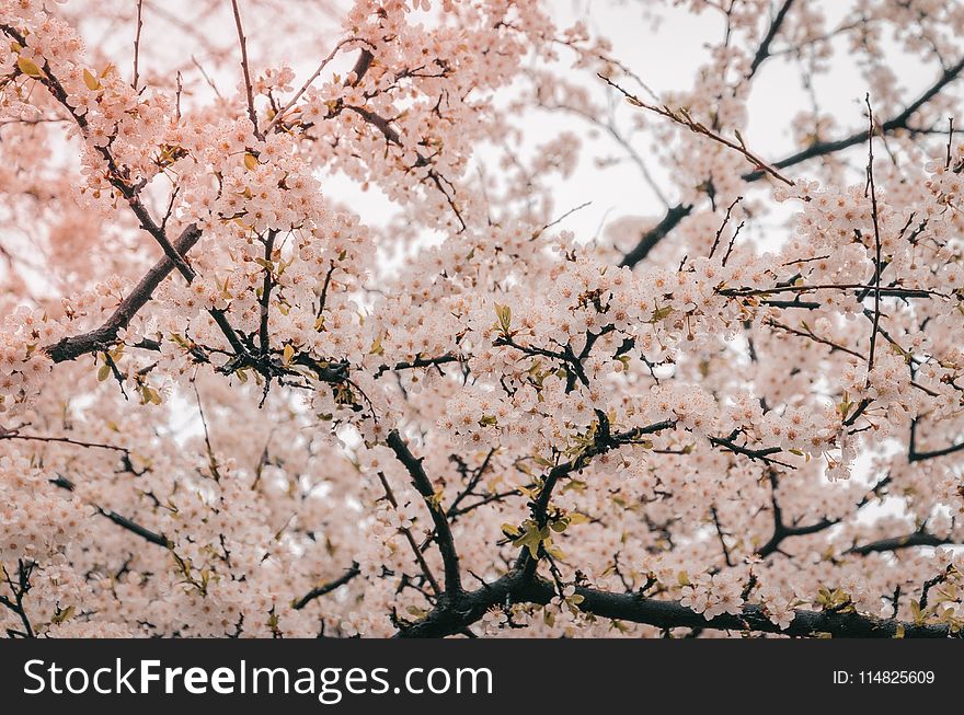 Photography of Cherry Blossom